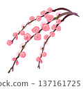 164_Weeping plum 137161725