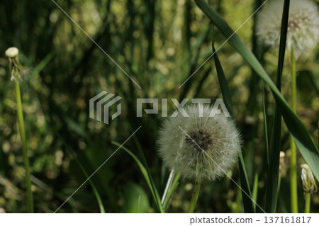 Close-Up of a Dandelion Seed Head, Macro Shot of a Fluffy Dandelion in Sunlight Close-Up of a Dandelion Seed Head, Macro Shot of a Fluffy Dandelion in Sunlight 137161817
