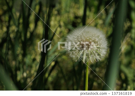 Close-Up of a Dandelion Seed Head, Macro Shot of a Fluffy Dandelion in Sunlight 137161819