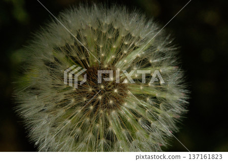 Close-Up of a Dandelion Seed Head, Macro Shot of a Fluffy Dandelion in Sunlight 137161823