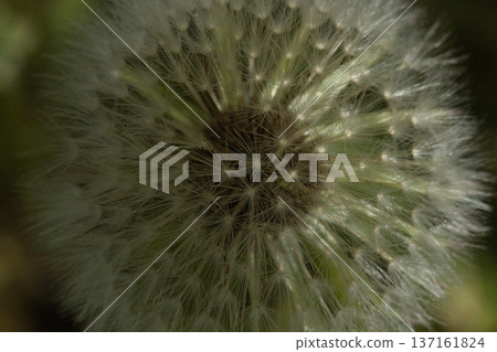 Close-Up of a Dandelion Seed Head, Macro Shot of a Fluffy Dandelion in Sunlight 137161824