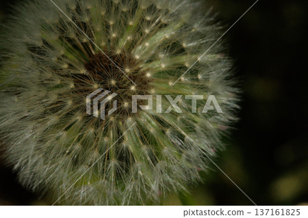 Close-Up of a Dandelion Seed Head, Macro Shot of a Fluffy Dandelion in Sunlight 137161825