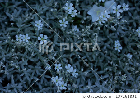 small white flowers in a web of thin green leaves 137161831