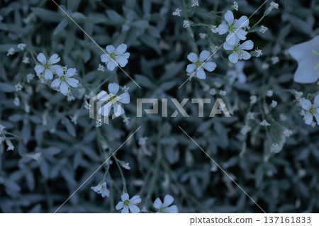 small white flowers in a web of thin green leaves small white flowers in a web of thin green leaves 137161833