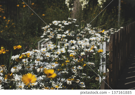 Nearby large daisies with bees are happy, gloomy summer landscape 137161885