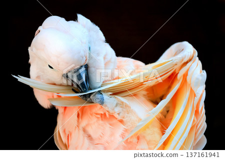 Close up The moluccan cockatoo bird is beautiful animal Close up The moluccan cockatoo bird is beautiful animal 137161941