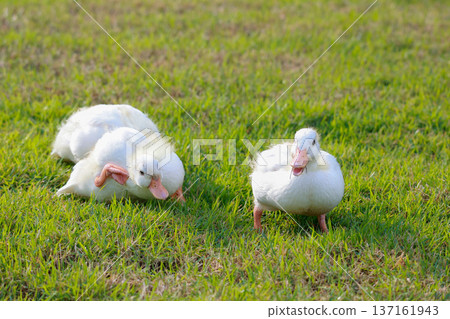 The baby white Duck is eatting in nature garden 137161943