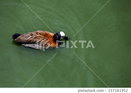 The White faced Whistling Duck is swimming in the river 137161952