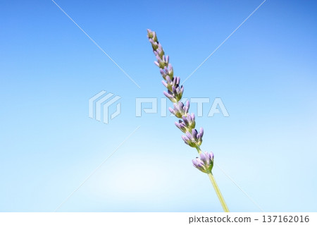 藍天和薰衣草 藍天和薰衣草 137162016