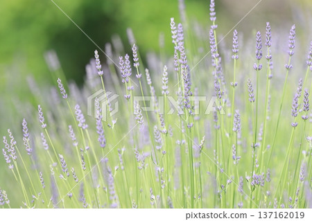 Lavender in full bloom Lavender in full bloom 137162019