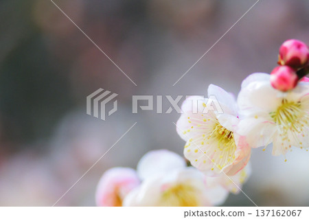 李枝上，白色的花朵和紅色的花苞排列成行。 137162067