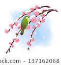 169_Weeping plum blossoms and Japanese white-eye in a snowy landscape 137162068