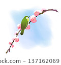 170_Weeping plum blossoms and Japanese white-eye in a snowy landscape 137162069