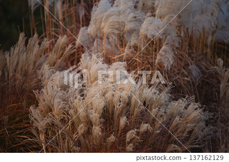 Soft, feathery plumes of dry ornamental grass glowing in warm autumn light, creating a textured natural background with a calm, seasonal atmosphere. Soft, feathery plumes of dry ornamental grass glowing in warm autumn light, creating a textured natural background with a calm, seasonal atmosphere. 137162129