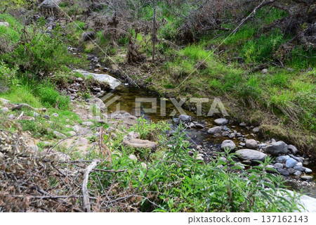 Arizona Desert Creek 137162143