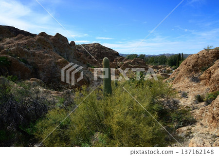 West Border of Tonto National Forest Sonoran Desert Arizona 137162148