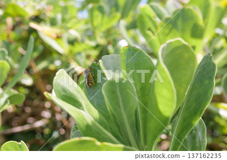 A grass cicada resting on a tropical leaf | Miyakojima's nature and insects 137162235