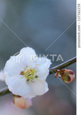 White plum blossoms blooming in the dim light of a plum grove 137162258