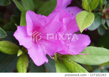 Azalea 1 Azalea 1 137162263