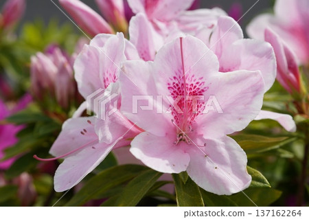 Azalea 8 137162264