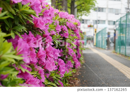 杜鵑花公路① 137162265