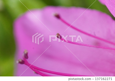 杜鵑花3 杜鵑花3 137162271