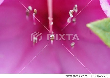 杜鵑花2 杜鵑花2 137162273