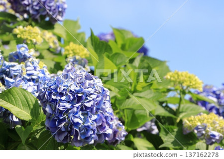 Blue sky and hydrangeas in full bloom 137162278