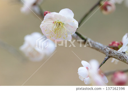 春天,老枝上會綻放出潔白的新梅花。 春天,老枝上會綻放出潔白的新梅花。 137162396