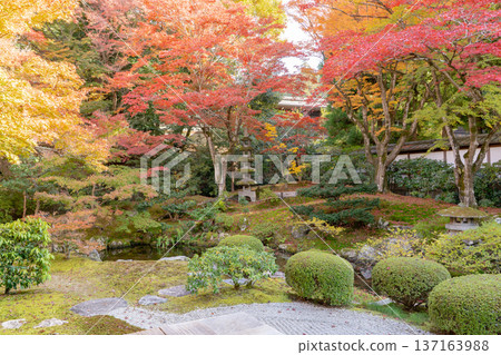 Kyoto Higashiyama Sennyuji Temple (the family temple of the Imperial Family) Imperial Throne Garden Autumn Leaves Maple Trees on the Artificial Hill 137163988
