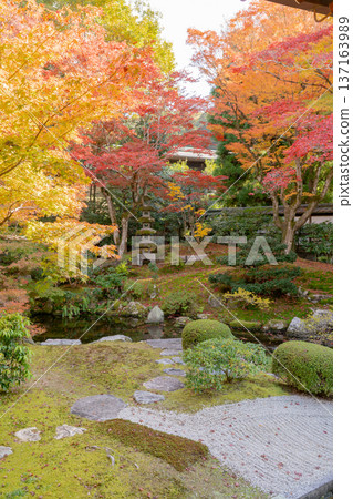 Kyoto Higashiyama Sennyuji Temple (the family temple of the Imperial Family) Imperial Throne Garden Autumn Leaves Maple Trees on the Artificial Hill 137163989