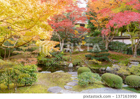 Kyoto Higashiyama Sennyuji Temple (the family temple of the Imperial Family) Imperial Throne Garden Autumn Leaves Maple Trees on the Artificial Hill Kyoto Higashiyama Sennyuji Temple (the family temple of the Imperial Family) Imperial Throne Garden Autumn Leaves Maple Trees on the Artificial Hill 137163990
