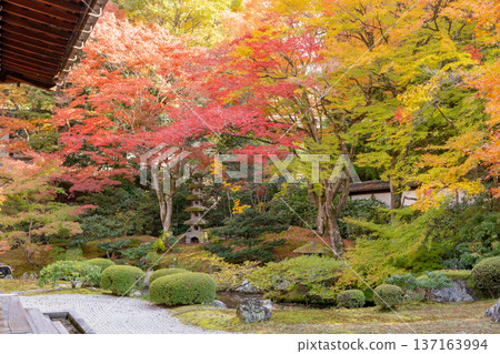 Kyoto Higashiyama Sennyuji Temple (the family temple of the Imperial Family) Imperial Throne Garden Autumn Leaves Maple Trees on the Artificial Hill 137163994
