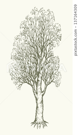 Vector drawing. Old oak tree 137164309