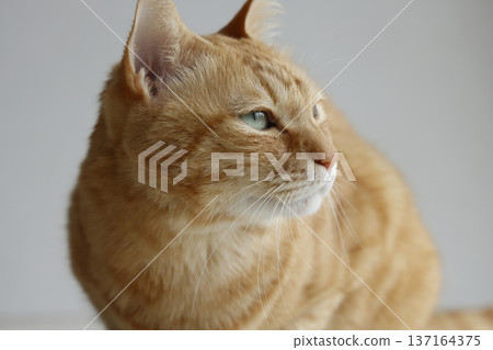 Daily scenery of cat parent and child Daily scenery of cat parent and child 137164375