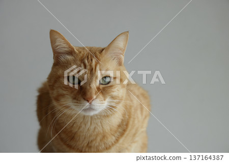 Daily scenery of cat parent and child Daily scenery of cat parent and child 137164387