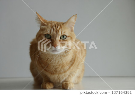 Daily scenery of cat parent and child Daily scenery of cat parent and child 137164391