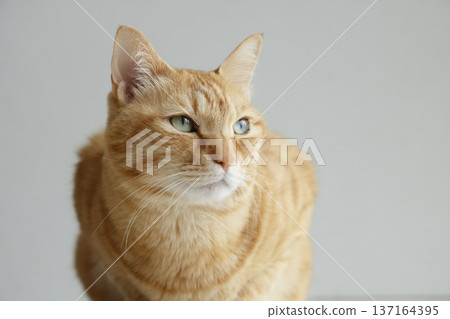 Daily scenery of cat parent and child Daily scenery of cat parent and child 137164395