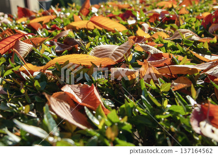 Fallen cherry blossom leaves, which have turned red and are a sign of the coming of autumn, pile up on top of the green shrubbery. 137164562