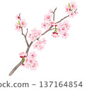 171_Cherry Blossom Branch 137164854