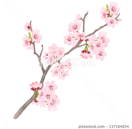 171_櫻花枝 171_櫻花枝 137164854