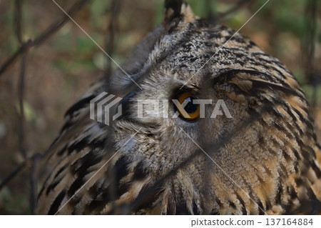 Eurasian Eagle Owl Behind Fence with Intense Orange Eyes Eurasian Eagle Owl Behind Fence with Intense Orange Eyes 137164884