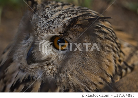 Eurasian Eagle Owl Behind Fence with Intense Orange Eyes 137164885