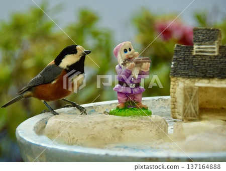 A chattering tit in the land of dwarfs. A chattering tit in the land of dwarfs. 137164888