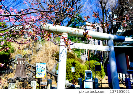 【東京】羽生森八幡神社的早春:神社內的河津櫻花和富士淺間神社的鳥居 【東京】羽生森八幡神社的早春:神社內的河津櫻花和富士淺間神社的鳥居 137165061