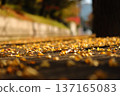 落葉地毯 137165083
