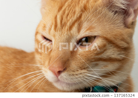 Close up portrait of orange cat Close up portrait of orange cat 137165324