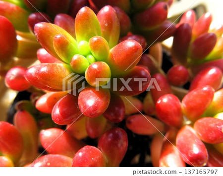 Succulents for beginners 137165797