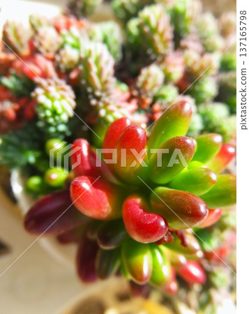 Succulents for beginners Succulents for beginners 137165798