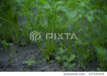 young green sprouts in spring, sprouts from the ground on a sunny day young green sprouts in spring, sprouts from the ground on a sunny day 137165836